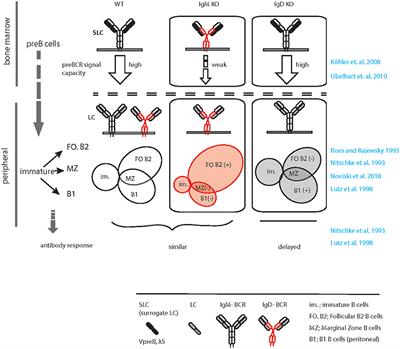 Isotype Specific Assembly of B Cell Antigen Receptors and Synergism With Chemokine Receptor CXCR4